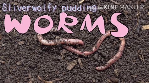 Worms Meme Youtube