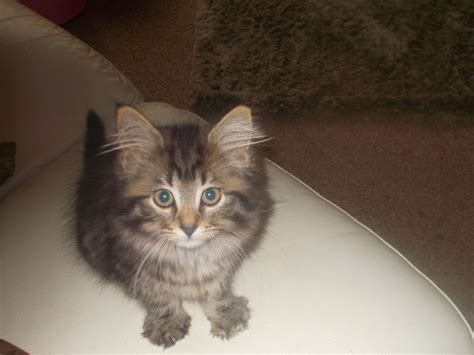 Fluffy Tabby Kitten Birmingham West Midlands Pets4homes