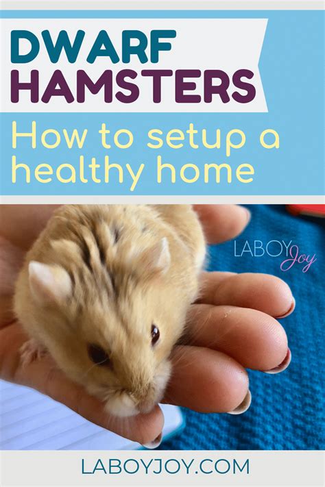 Dwarf Hamsters Rule A Guide For Setting Up A Dwarf Hamster In Your Home