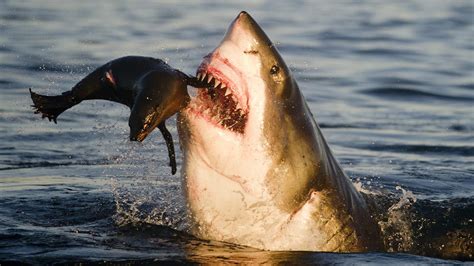 Great White Sharks Eating Seals