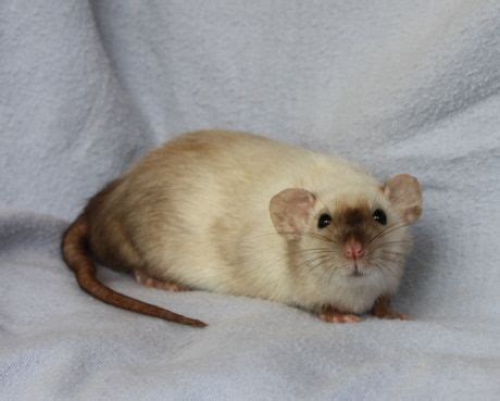 A survey of pet rat lifespan in the uk (figures are taken from obituary notices in prorata, the nfrs journal), by angela clark, 2004 concluded that the average lifespan was 21.6 months. Siamese patterned rat | Cute rats, Dumbo rat, Pet rats