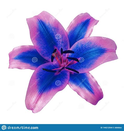 Flower Pink Blue Lily Isolated On White Background With