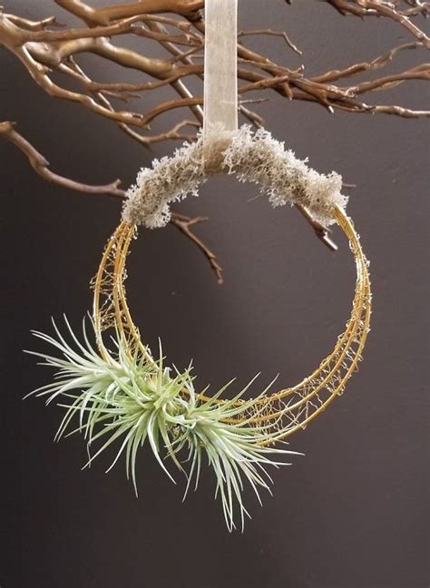 11 Easy Diy Air Plant Wreath Ideas Wreaths Air Plants Easy Diy