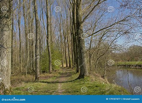 Path Along A Pool In A Sunny Forest In Scheldt Valley Flanders Stock