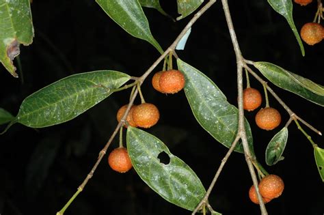 Ficus Planta Moraceae