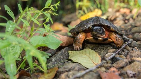 How To Take Care Of Wood Turtles Beginners Guide The Turtle Hub