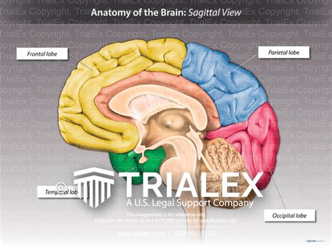 Sagittal View Of The Human Brain Brain Sagittal Every Vrogue Co