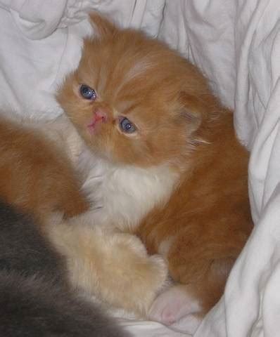 Persians near san diego, california. Persian kittens FOR SALE ADOPTION from San Diego ...