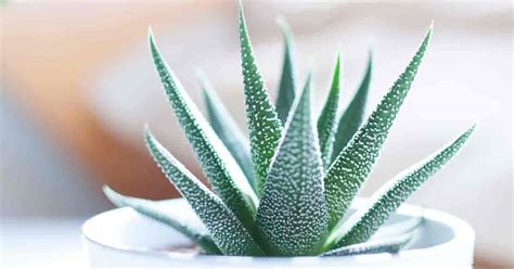 If it is on a. Easy Care Cactus Plants: Interesting Additions To Home And ...
