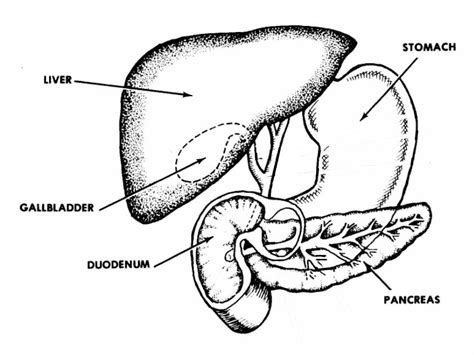 Images 06 Digestive System Basic Human Anatomy
