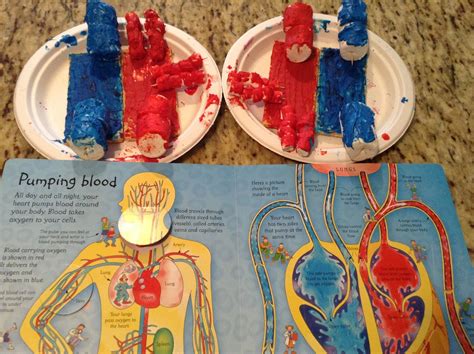 Steps Of Circulatory System