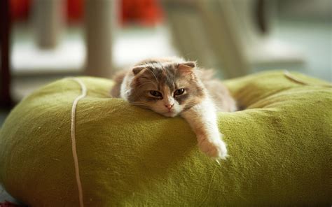 Lazy Cat Wallpapers Wallpaper Cave