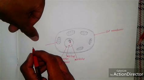 How To Draw Human Cell Diagram Very Easy Youtube