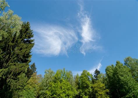 Green Trees With Blue Sky Stock Image Image Of Clouds 102470809