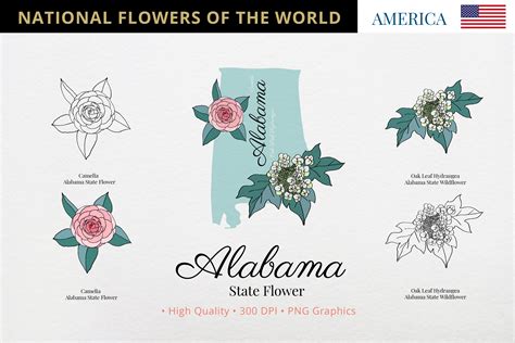 Alabama State Flower Set Graphic By Hanatist Studio · Creative Fabrica