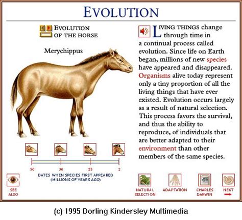 Horse Evolution Picture Picture Of Horse