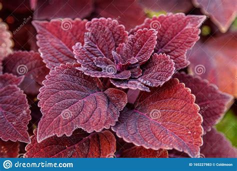 Autumn Beautiful Bushes Plants Coleus Purple Stock Image Image Of