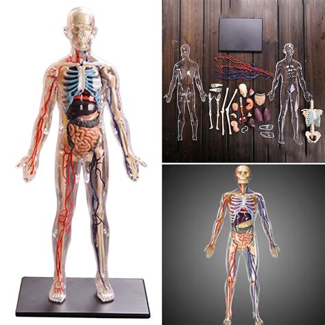 Interactive Human Body Fully Anatomy Figure Human Body Model For Kids