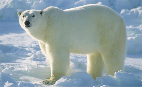 The Polar Bear Amazing Animal Informative Facts
