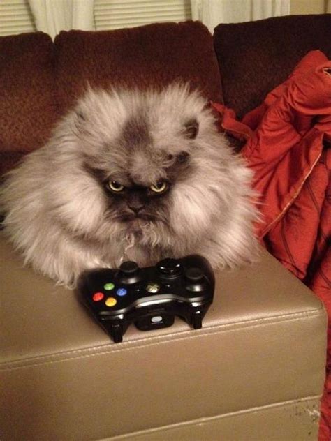 Caterville — Gamer Cats Xbox 360