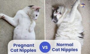 Pregnant Cat Nipples Vs Normal What Do They Look Like