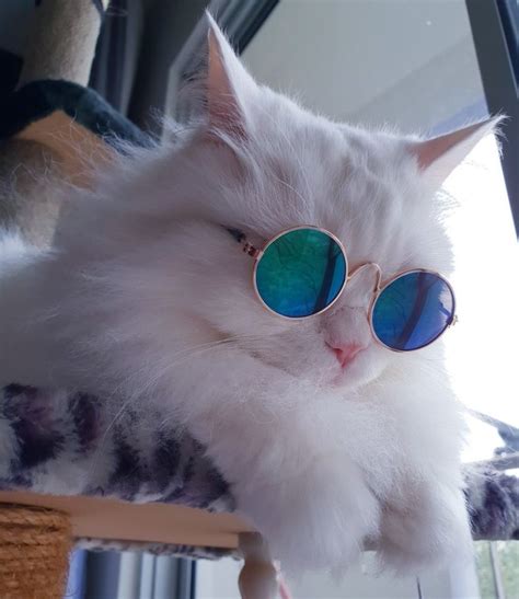 Cat Sunglasses Summer Cool Ships Worldwide Cool Pets Pet