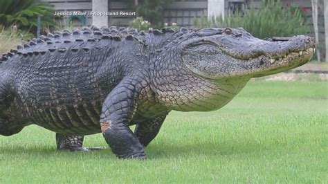 Alligator Strolls Across South Carolina Golf Course Video Abc News