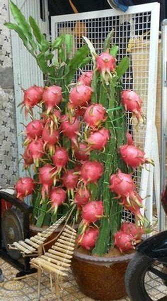L'on dit q'uil ne faut pas arroser trop un cactus c'est vrai et faux car en été il faut l'arroser beaucoup pour que les racines substrat pour cactée voici ma recette: 40 Beautiful Fruit Plants in the Pot | Design de jardin ...