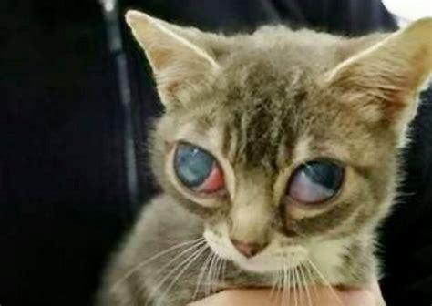 Rupert Stray Kitten Bulging Eyes Mystery Injury