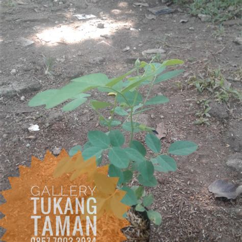 Jual Tanaman Kembang Telang Clitoria Ternatea Pohon Teleng Kab