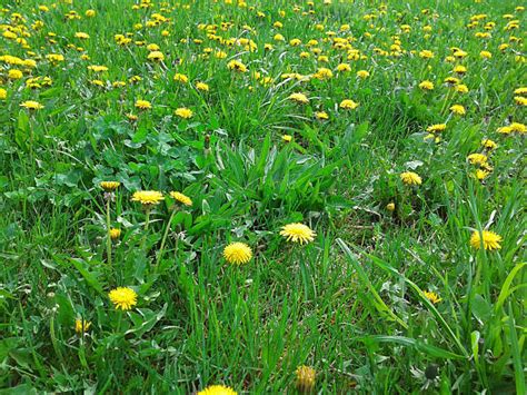 Lawn Dandelions Stock Photos Pictures And Royalty Free Images Istock