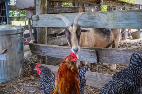 Images Gratuites ferme rural poulet faune Galliformes bétail chèvres coq le bec