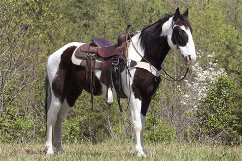 Beginner Spotted Saddle Horse Gelding Buster Classic Horse Auction
