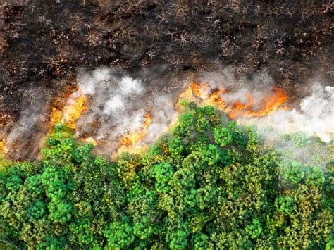 Small Forest Fire Stock Photos Pictures And Royalty Free Images Istock