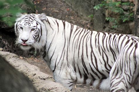 Blep I Caught While Photographing The White Tiger In Fort Worth Blep