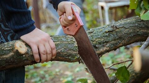 Top 8 Best Hand Saws For Cutting Trees 2024 Reviews And Guide