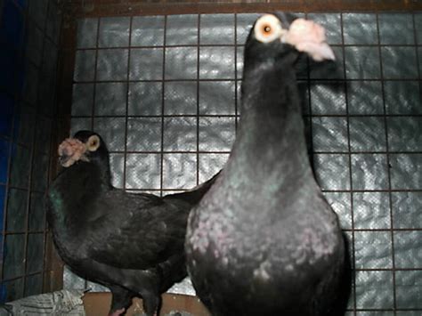 Fancy Pigeons For Sale Adoption From Manila Metropolitan Area Las Pi As