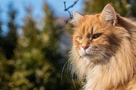Top 10 Long Haired Cat Breeds And Their Characteristics