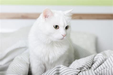 Beyaz Kedi İsimleri Beyaz Kedilere Verilebilecek En Güzel İsimler