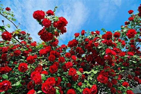 Knowing The Best Time To Plant Roses