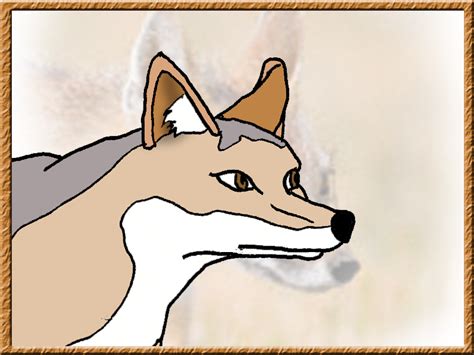 Swift Fox Drawing By Alopexvelox On Deviantart