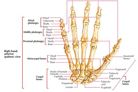 🏷️ Hand Bones Hand Bones 2022 11 27