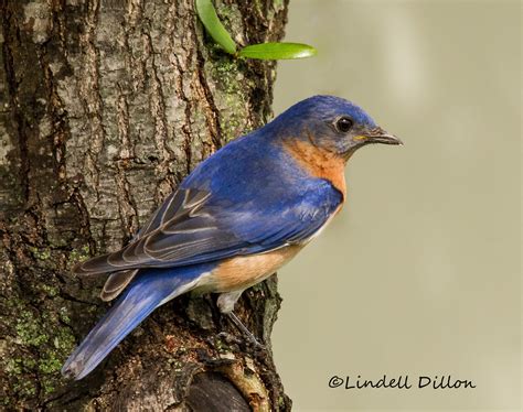 Free Photo Little Blue Bird Animal Bird Blue Free Download Jooinn