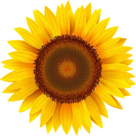 Free Svg Vector Sunflower Svg Free 3014 Ppular Design Free Psd