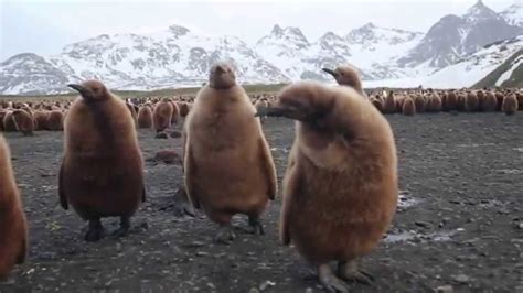 King Penguin Chicks Youtube