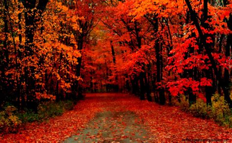 Red Fall Trees Wallpaper Amazing Wallpapers