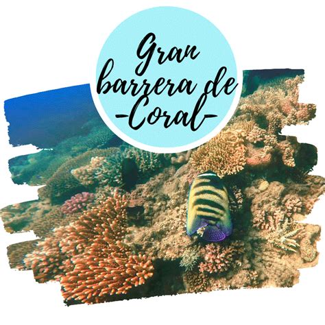 Gu A Para Visitar Gran Barrera De Coral Australia