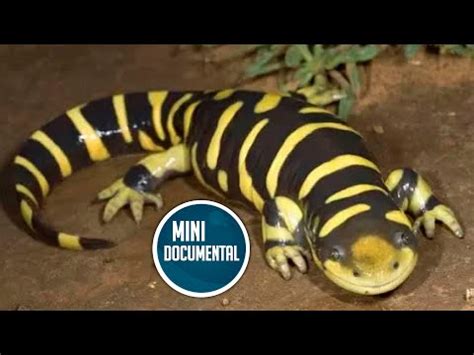 Salamandra Tigre Curiosidades Youtube