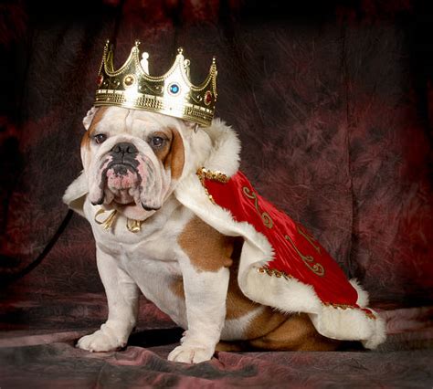 Best King Crown Stock Photos Pictures And Royalty Free Images Istock