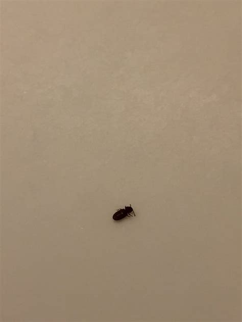 Tiny Bugs On Walls And Ceiling Home Mybios
